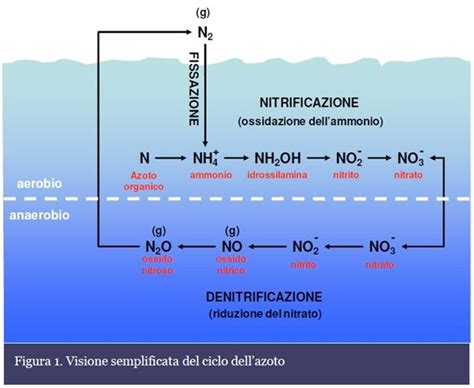 Ciclo dell'azoto in acquario