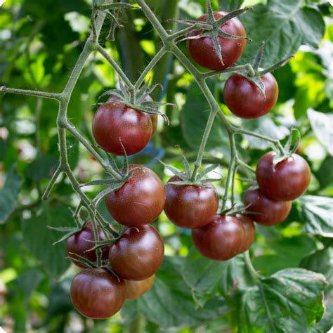 Black Moor tomato plant