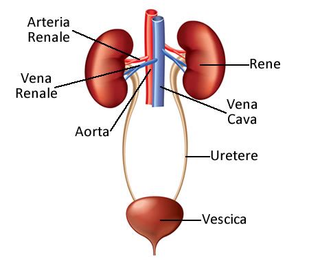 rappresentazione stilizzata dei reni e dell'apparato urinario in un bambino