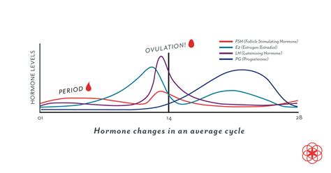 Hormonal cycle graph with estrogen and LH peaks