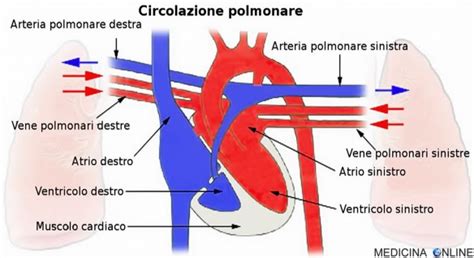 diagramma esplicativo del sistema circolatorio polmonare e delle malformazioni arterovenose