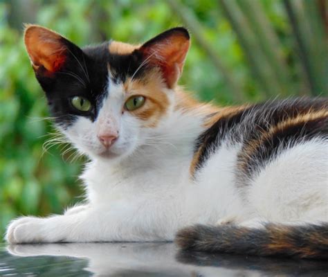 Gatto Calico con tipiche macchie tricolori ben distinte