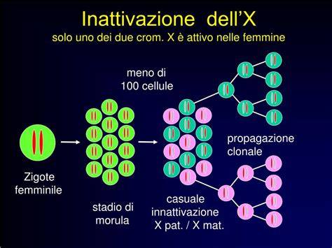 Schema dell'inattivazione del cromosoma X (Lyonizzazione)