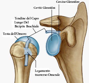 Sezione anatomica del cercine glenoideo e della capsula articolare