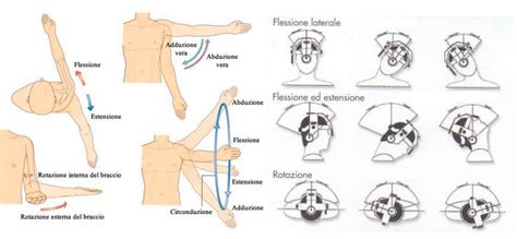Illustrazione dei movimenti principali dell'articolazione della spalla