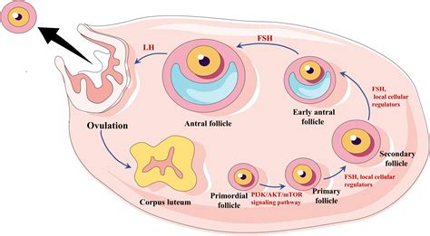 follicle growth diagram