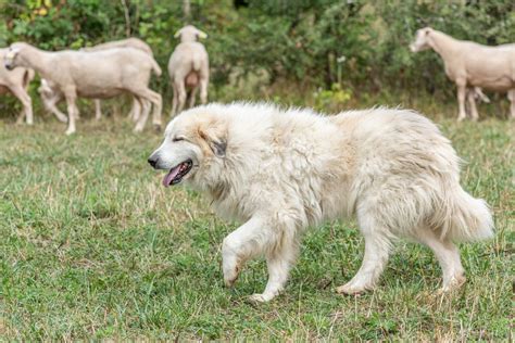 Un pastore dei Pirenei in un contesto rurale