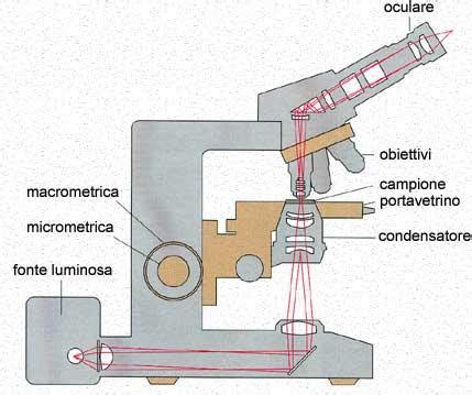 Schema del percorso ottico in un microscopio per embriologia