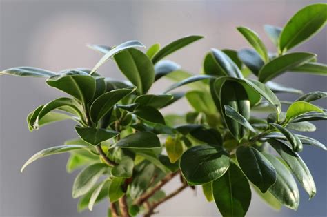 Pianta di Ficus rigogliosa e in salute