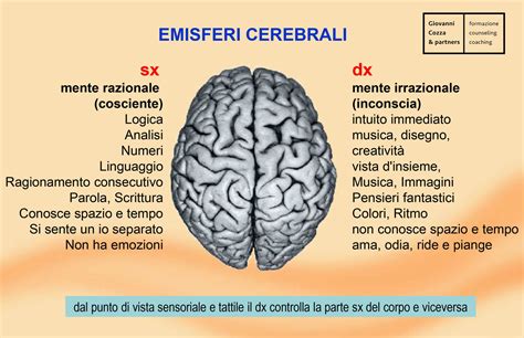 Dettagli cerebrali