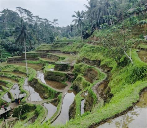 Paesaggio di risaie a terrazzamenti a Bali