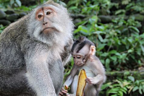 Scimmia nella Foresta delle Scimmie di Ubud