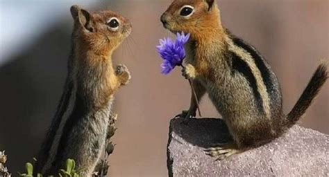 Animali in corteggiamento