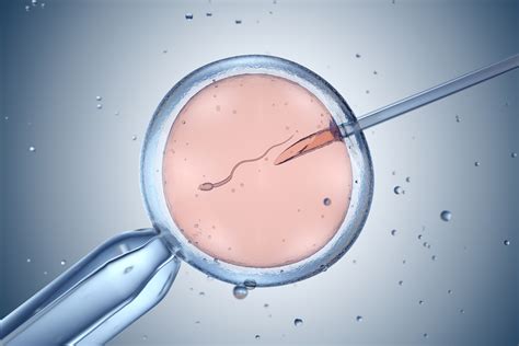 IVF mucca e embrione