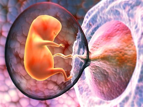 Placenta e feto in utero