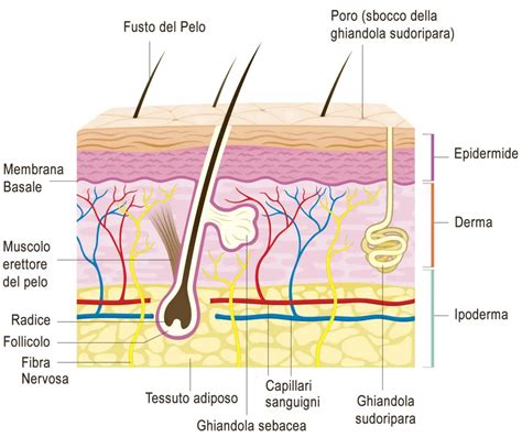 Diagramma che mostra la struttura della pelle del bambino e come gli ingredienti la proteggono