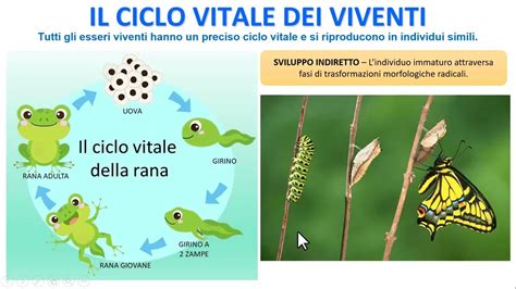 rappresentazione artistica del ciclo vitale e dell'orologio biologico