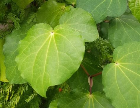 Pianta di Kawakawa (Macropiper excelsum)