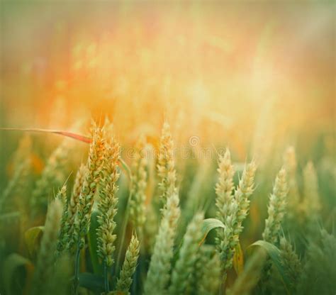 Campo di grano giovane e fresco sotto la luce del sole
