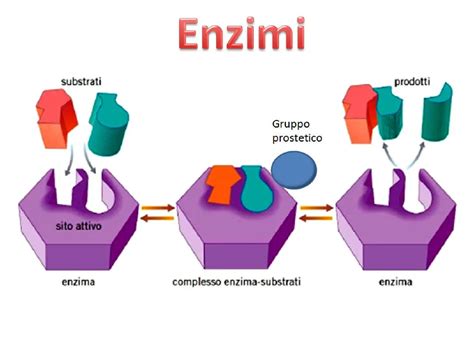 Diagramma della struttura nutrizionale dell'erba di grano con enzimi e vitamine