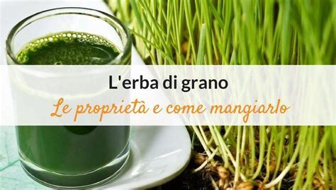 Preparazione di un succo di erba di grano fresco con un estrattore domestico