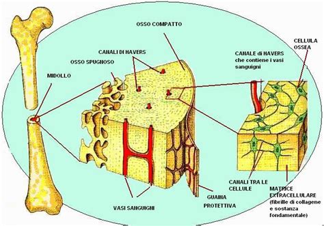 Struttura ossea e calcio