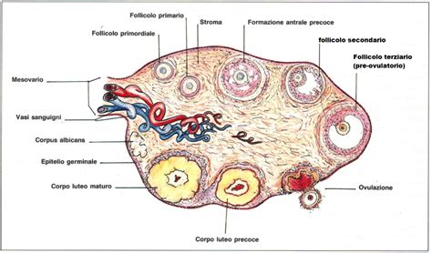 Struttura interna dell'ovocita con corpi vitellini