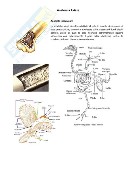 Anatomia dell'Ovidutto Aviare