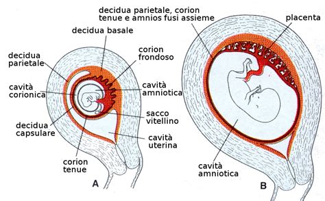 Sviluppo del cordone ombelicale e della placenta