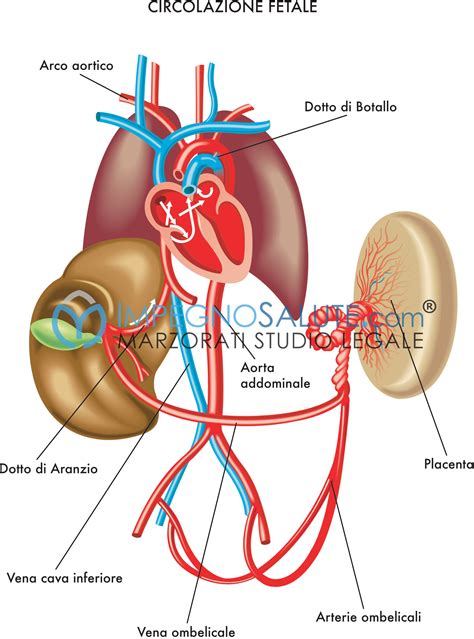 Schema dei vasi sanguigni nel cordone ombelicale