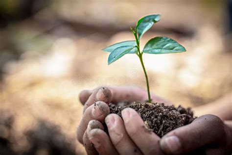 Piantine che crescono in un terreno fertile
