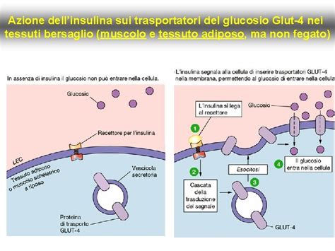 Diagramma che illustra l'azione dell'insulina sulle cellule teca ovarica