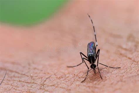 Zanzara che si posa sulla pelle