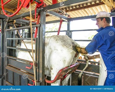 Fecondazione artificiale in una mucca