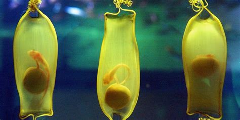 Varietà di uova di squalo