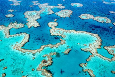 Barriera corallina e mangrovie