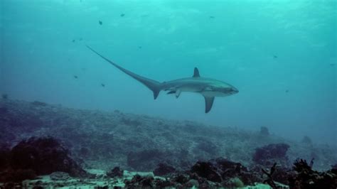 Nascita di squalo in mare aperto
