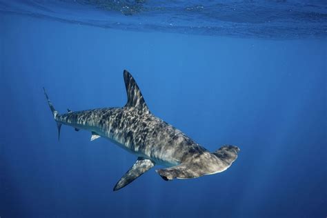 Squalo martello nuota tra i sub