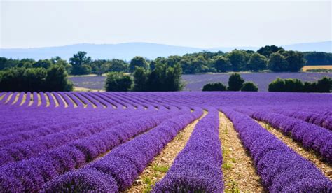 Vista aerea di St-Rémy-de-Provence con campi di lavanda