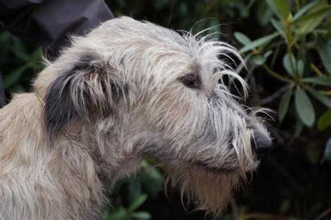 Cuccioli di levriero irlandese