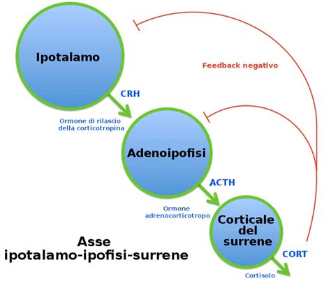 schema che illustra l'impatto dello stress sull'asse ipotalamo-ipofisi