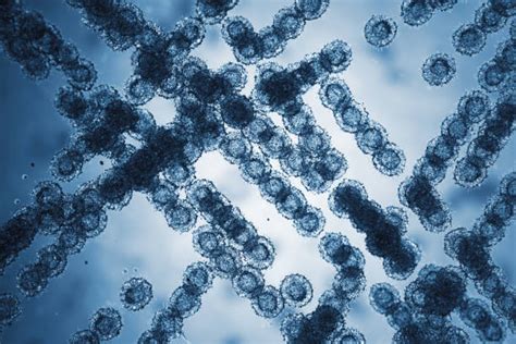 Microscopio che ingrandisce cellule fungine Candida