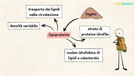 grafico che illustra l'assorbimento di nutrienti e residui nei cavoli