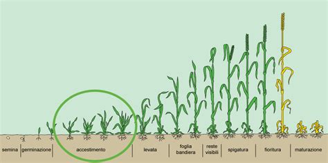 Campo di frumento in fase di accestimento