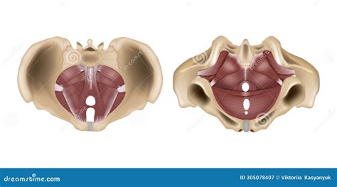 Illustrazione anatomica del pavimento pelvico