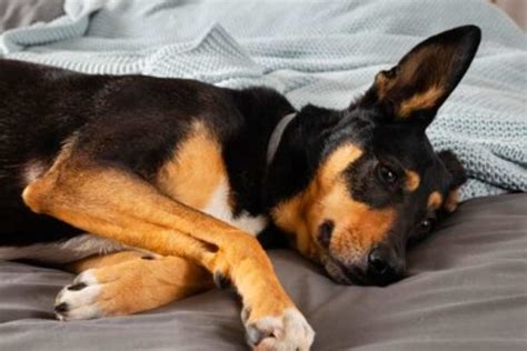 Cane dorme in posizione a palla