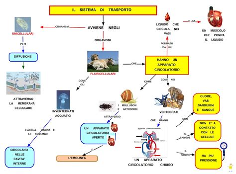 rappresentazione schematica dell'anatomia umana coinvolta nel trasporto intracorporeo di sostanze
