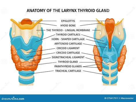 illustrazione anatomica di un paracapezzolo applicato al seno materno