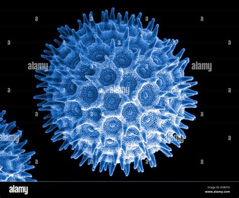 Microscopia elettronica di granuli di polline colorati artificialmente