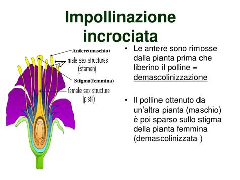 Schema comparativo tra autoimpollinazione e impollinazione incrociata